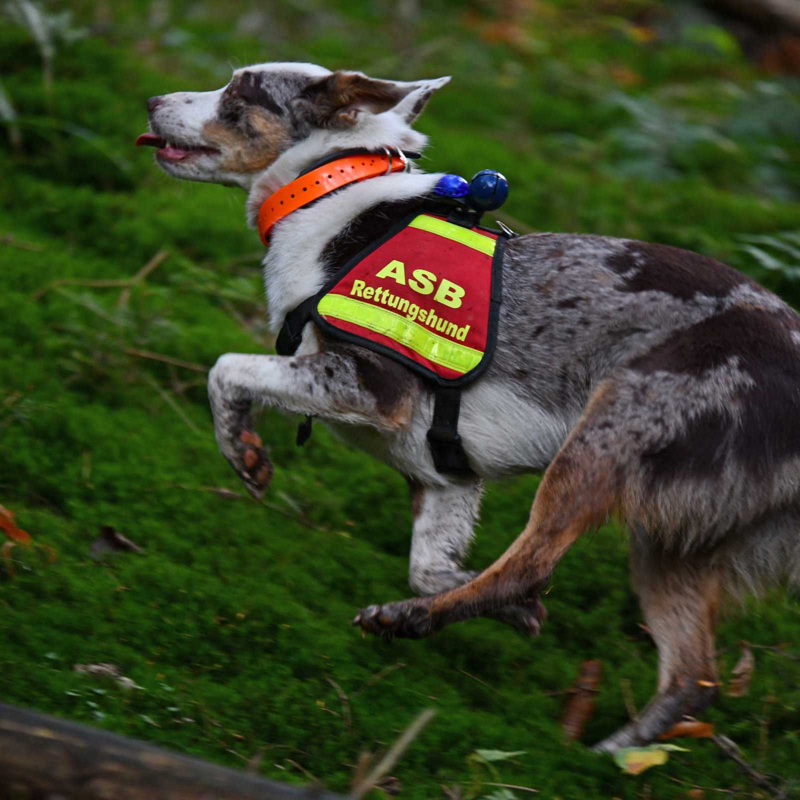 Stock_Hundestaffel.jpg